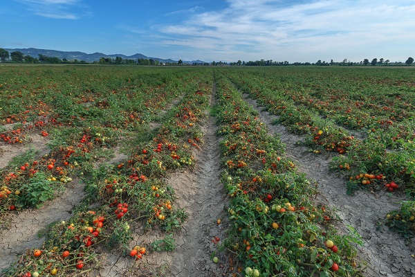 Tomato Plants