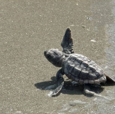 Sea turtle in sand