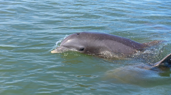 Dolphins in the water