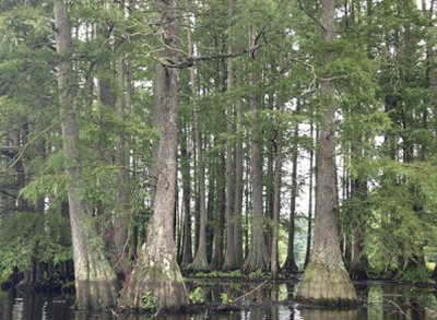 Bald cypress plant