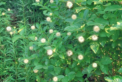 Buttonbrush plant