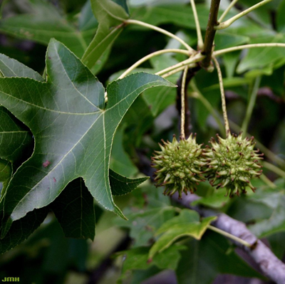 Sweetgum plant