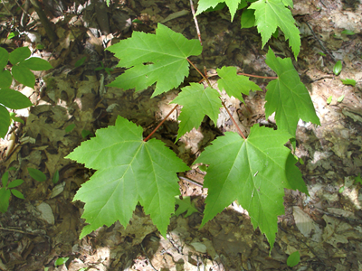 Red maple plant