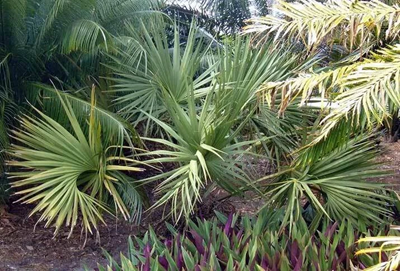 Sabal palmetto plant