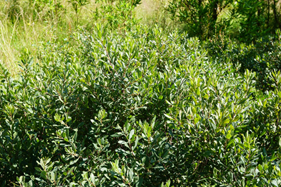 Wax myrtle plant