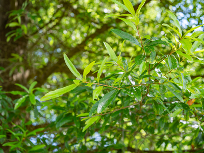 Willow oak plant