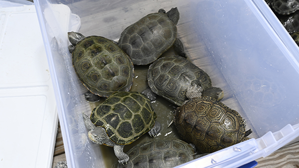 terrapins in plastic bin terrapins in plastic bin