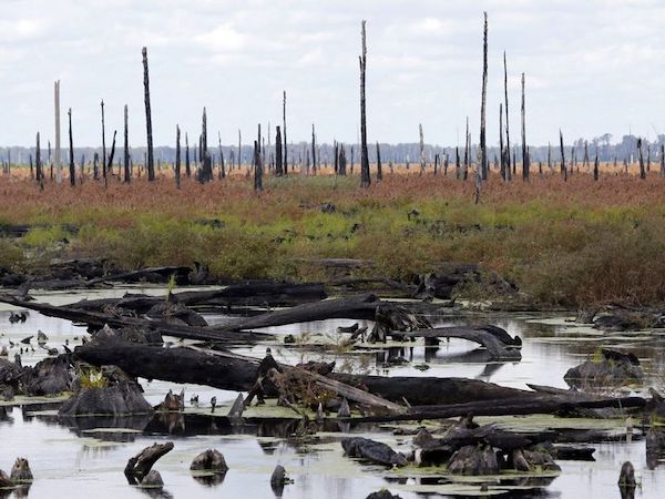 Swamp image