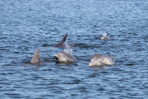 Dolphins swimming in water