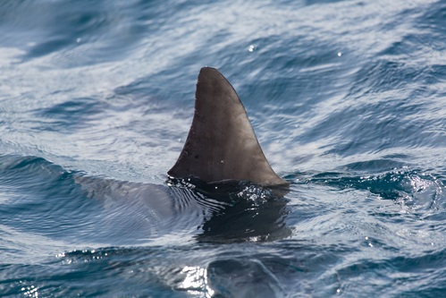 Fin in water