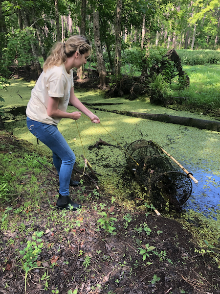 Incoming USCB freshman Kristen Mullins, who received funding as part of USCB’s inaugural Summer Research Experience (S.R.E.) initiative, retrieves a baited trap from a roadside channel on Spring Island. She and other students collected leeches from alligators, snapping turtles and amphiumas (legless salamanders) found in the trap. Incoming USCB freshman Kristen Mullins, who received funding as part of USCB’s inaugural Summer Research Experience (S.R.E.) initiative, retrieves a baited trap from a roadside channel on Spring Island. She and other students collected leeches from alligators, snapping turtles and amphiumas (legless salamanders) found in the trap.