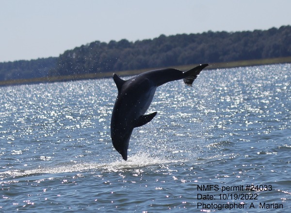 Dolphin jumping