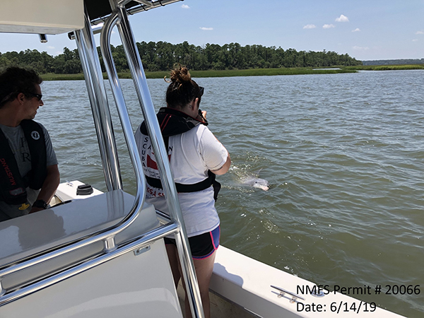 Lucky dolphin survey Lucky dolphin survey