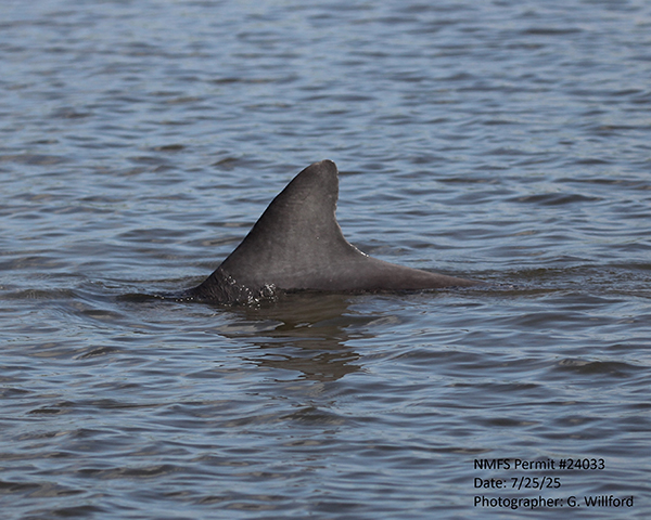 Lucky dorsal fin
