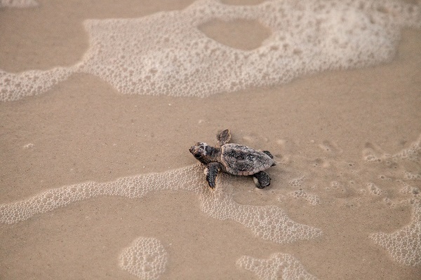 Loggerhead hatchling Loggerhead hatchling