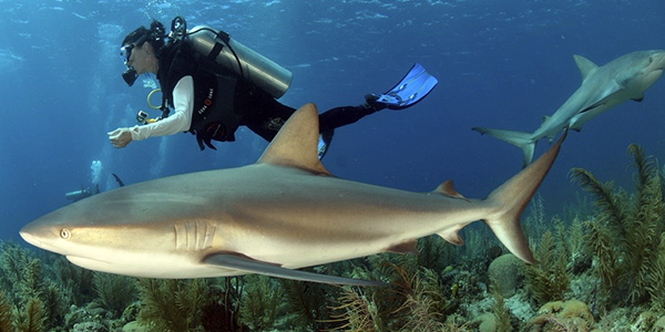 A scuba diver swimming near a shark